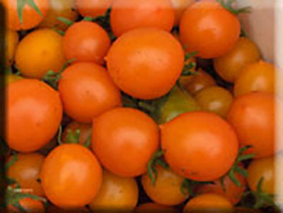 Pendulina Orange Tomato
