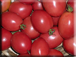 Pink Thai Egg Tomato