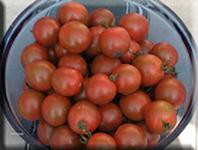 Rideau Sweet Cherry Tomato