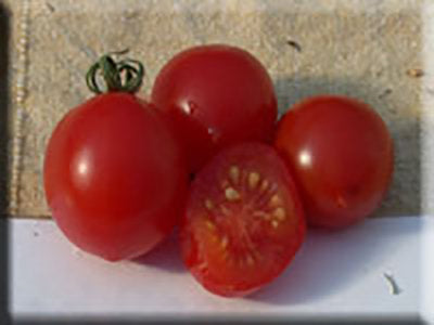 Riesenstraube Tomato