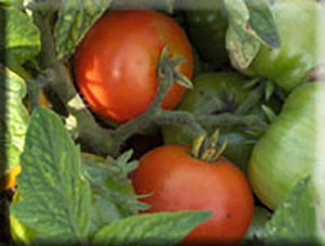 Russian Saskatchewan Tomato