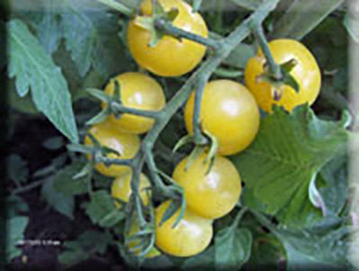 Snowhite Cherry Tomato