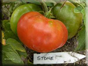 Stone Tomato (1885)
