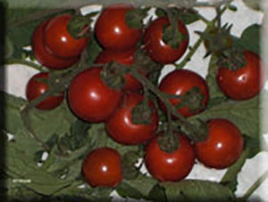 Tonodose des Conores Tomato