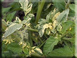 Variegated - Tomato Seeds