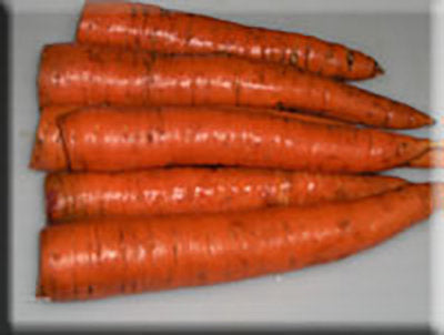 Long Orange Improved Carrot
