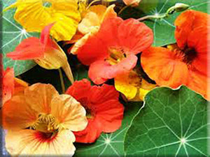 Tall Climbing Mix Nasturtium