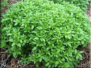 Spicy Bush Basil (Ocimum basilicum var. minimum)