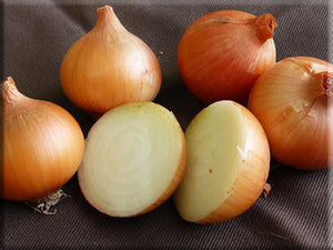 Yellow of Parma Onion