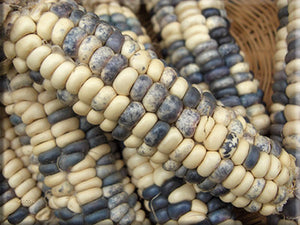 Mandan Speckled Corn