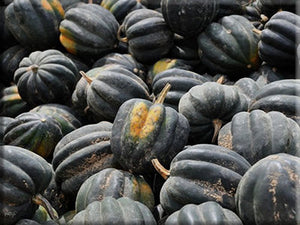 Tablequeen Acorn Squash Seeds (C.Pepo)