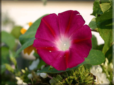 morning glory scarlett o'hara seeds Scarlet O'Hara Morning Glory Seeds from Heritage Harvest Seed