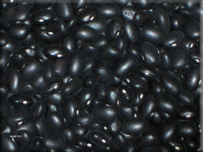 Mandan Black Bean