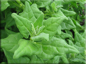 New Zealand Spinach Seeds (1772)