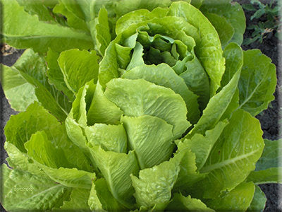 Heirloom Lettuce Seeds - Romaine