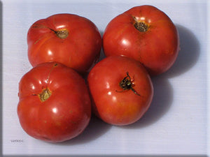 Millet’s Dakota Tomato (1913)