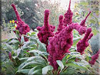 elephant head flower seeds Elephant Head Amaranth from Heritage Harvest Seed