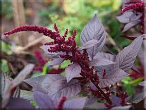 Hopi Red Dye Amaranth(Amaranthus sp.)