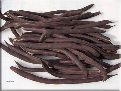 Purple Peacock Bean (Beige Seeded)