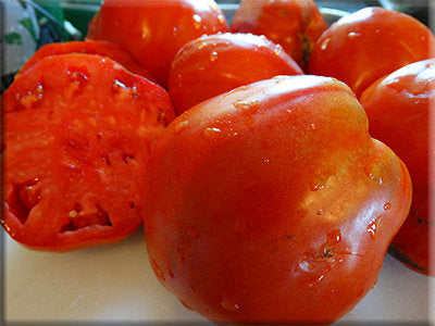 Provenzano Tomato