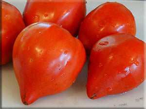 Reif Red Heart Tomato