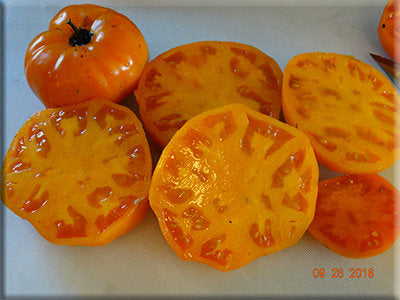 Orange King Tomato (1943)