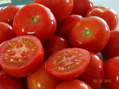 Matina Tomato