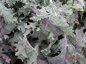 Red Russian Kale (pre-1885)