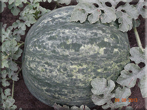Scaly Bark Watermelon (1881)