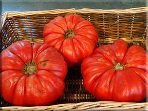 Sicilian Saucer Tomato