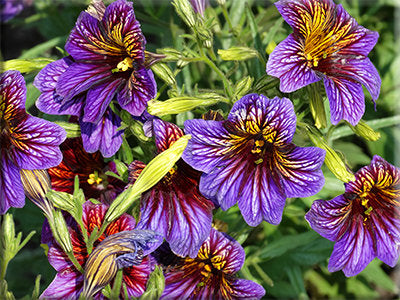 painted tongue flower seeds Painted Tongue from Heritage Harvest Seed