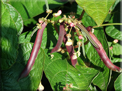 Red Swan Bean from Heritage Harvest Seed