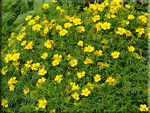 Signet Marigold - (1798) - (Tagetes tenuifolia)
