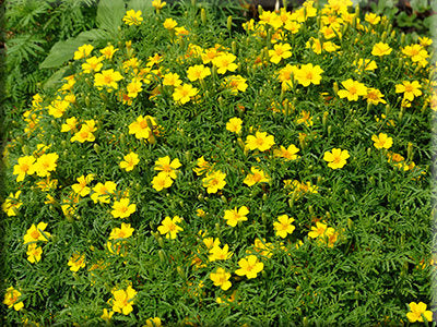 Signet Marigold - (1798) - (Tagetes tenuifolia)