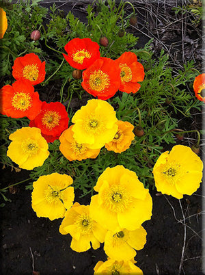Pauline's Iceland Poppy (Papaver nudicaule)