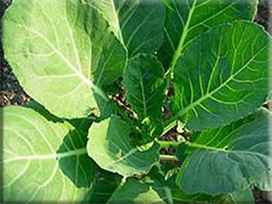 Vates Collard Greens (1950's) - (Brassica oleracea)