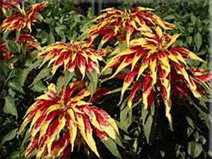 Joseph’s Coat Amaranthus - (Amaranthus tricolor splendens ‘Perfecta’)