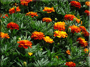 Spanish Brocade Marigold - (Tagetes patula)