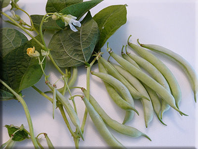 Islet Bean Ice Bean From Heritage Harvest Seed