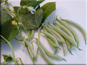 Ice Bean (pre-1845)