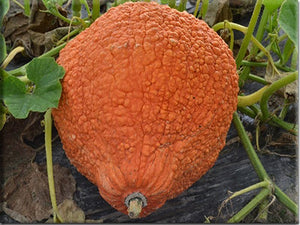 Red Warty Thing Squash (1897) - (C. maxima)