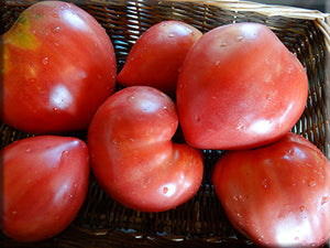 Jefferson Giant Tomato (1880’s)