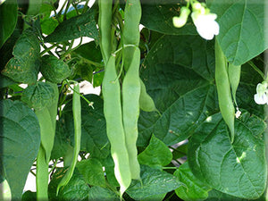 Soissons Bean (1750’s)