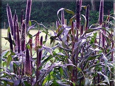 Purple Millet (Pennisetum glaucum)