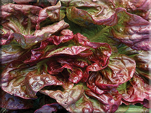 Yugoslavian Red Butterhead Lettuce