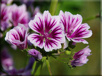 Zebrina (Malva sylvestris)