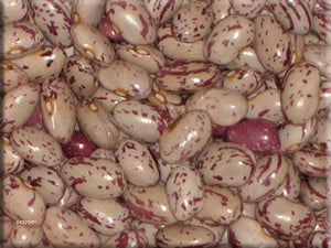 Speckled Algonquin - Bean Seeds