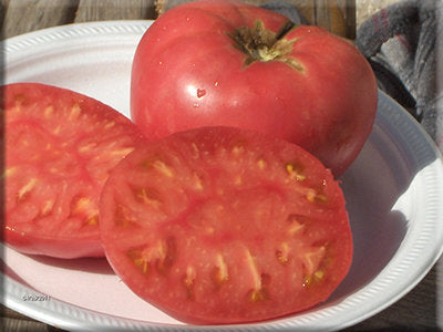 Marianna's Peace Tomato (early 1900s)