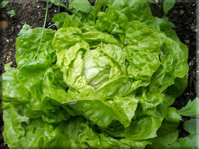 Tom Thumb Lettuce (1850s)