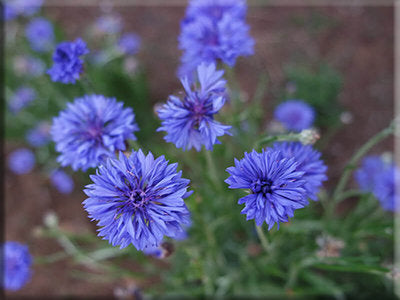 Jubilee Gem Bachelor's Button